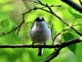 Long-tailed Tit 横浜市 Fri, 5/3/2024