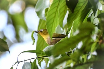 Warbling White-eye 大阪府堺市 Fri, 5/3/2024