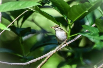 Eastern Crowned Warbler Nagai Botanical Garden Fri, 5/3/2024