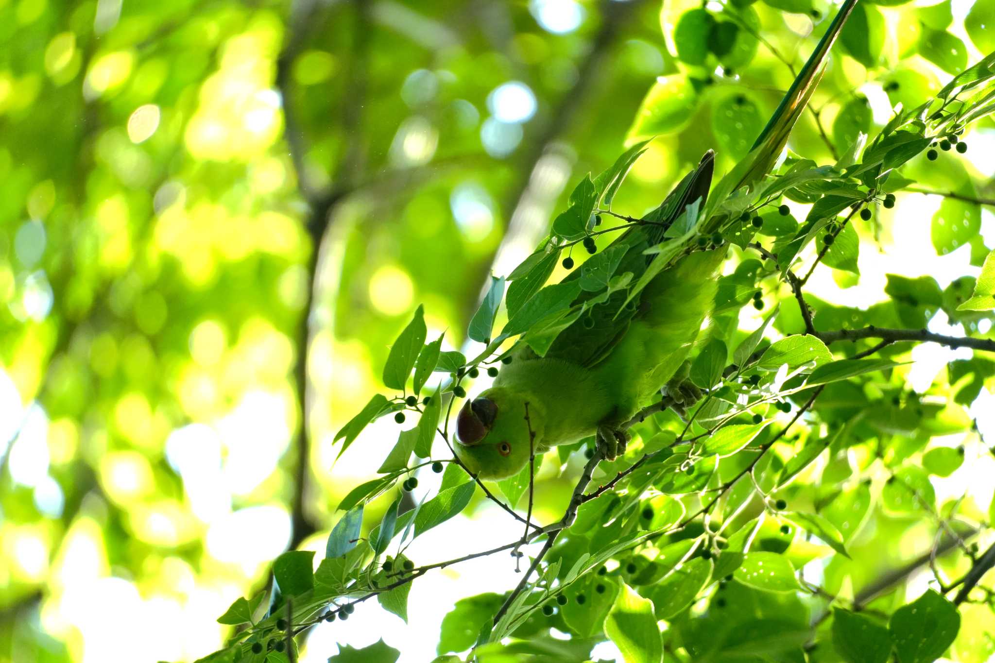 Indian Rose-necked Parakeet