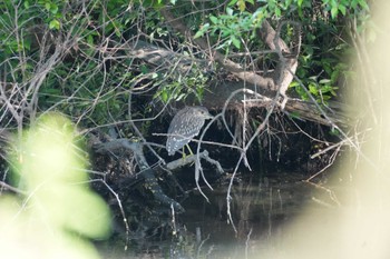 Black-crowned Night Heron 多摩川 Fri, 5/3/2024