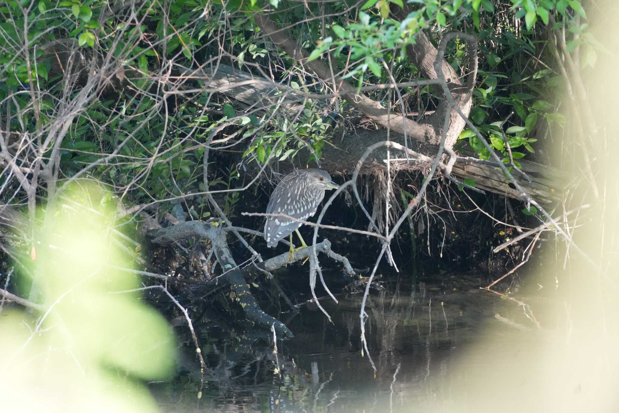 Black-crowned Night Heron