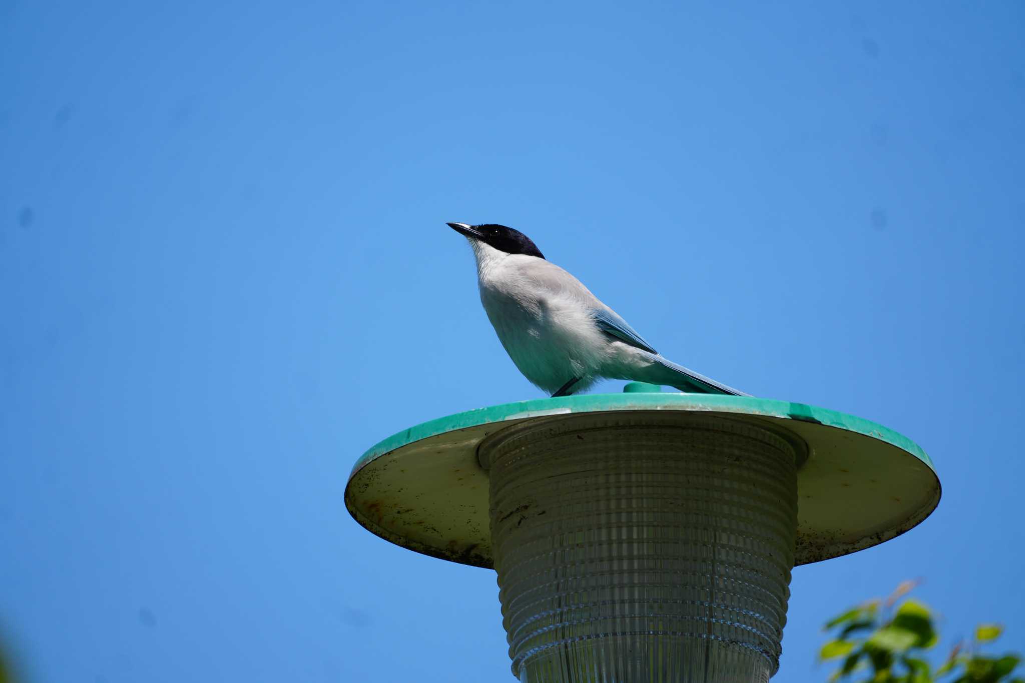 Azure-winged Magpie