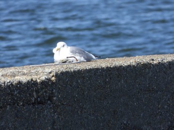 Common Gull 千葉県　木更津市 Sun, 3/31/2024