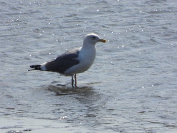 Common Gull 千葉県　木更津市 Sun, 3/31/2024