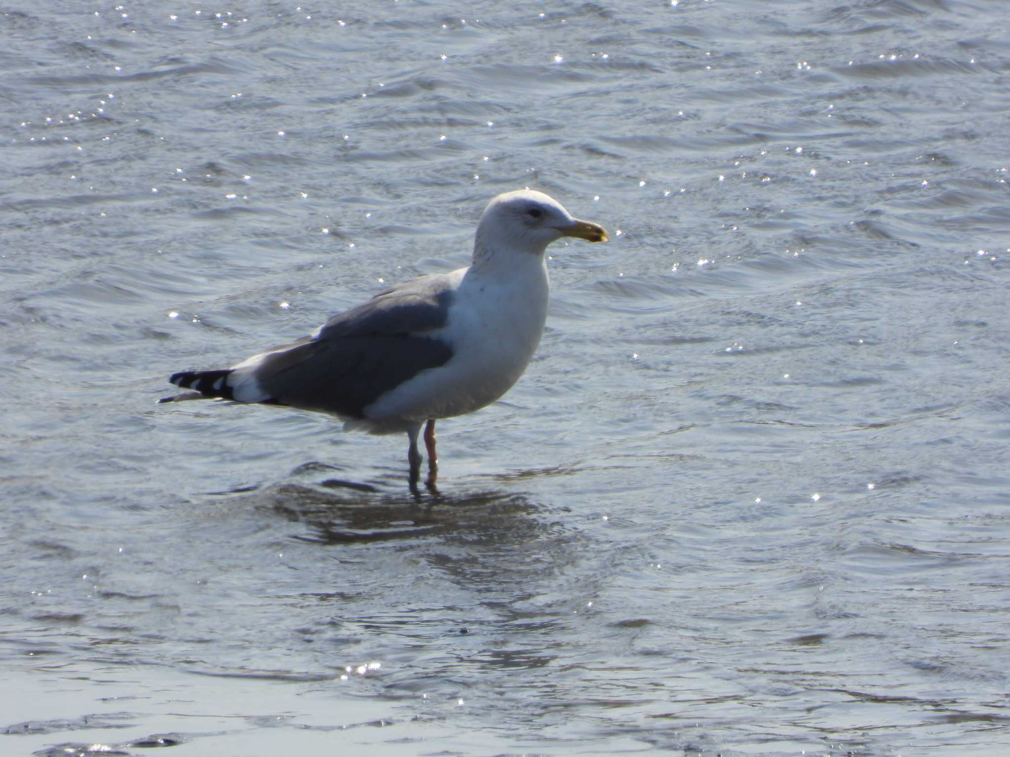 Photo of Common Gull at 千葉県　木更津市 by ときちゃん（ibis）