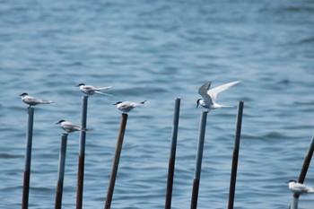 アジサシ 葛西臨海公園 2024年4月28日(日)