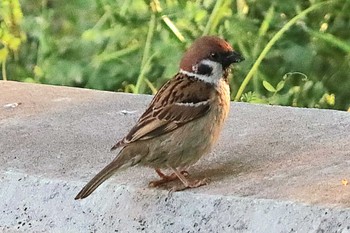 Eurasian Tree Sparrow Tokyo Port Wild Bird Park Fri, 5/3/2024