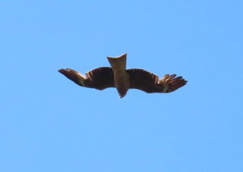 Black Kite 佐渡島 尻立山 Fri, 5/3/2024