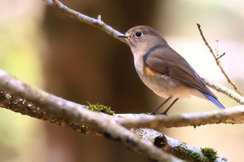 Red-flanked Bluetail 富士山自然休養林 Fri, 5/3/2024