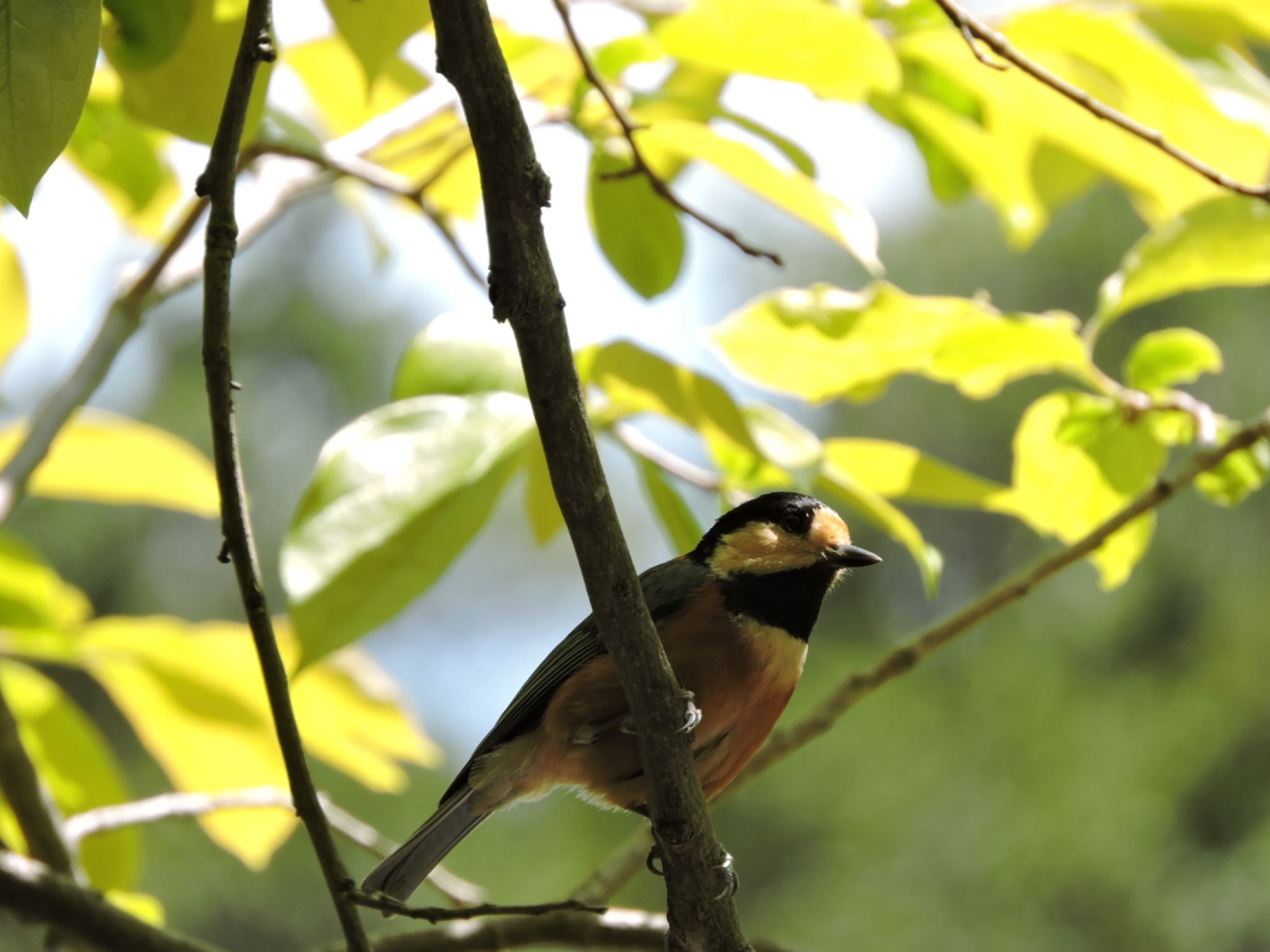 Varied Tit