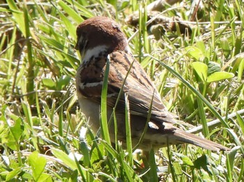 Eurasian Tree Sparrow 甲斐大泉 Fri, 5/3/2024