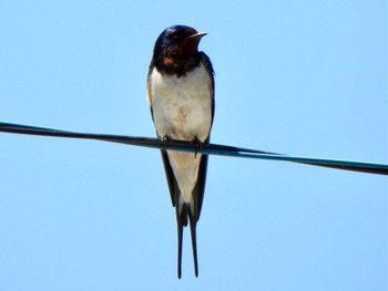 Barn Swallow 甲斐大泉 Fri, 5/3/2024