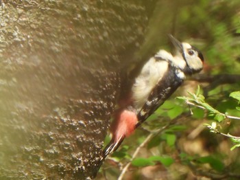 Great Spotted Woodpecker 甲斐大泉 Fri, 5/3/2024