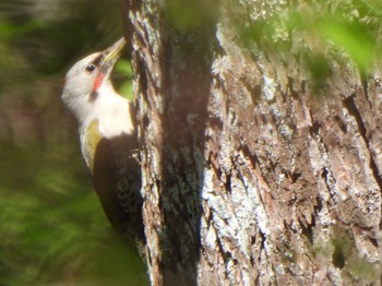 Japanese Green Woodpecker 甲斐大泉 Fri, 5/3/2024