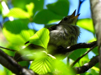 Asian Brown Flycatcher 甲斐大泉 Fri, 5/3/2024