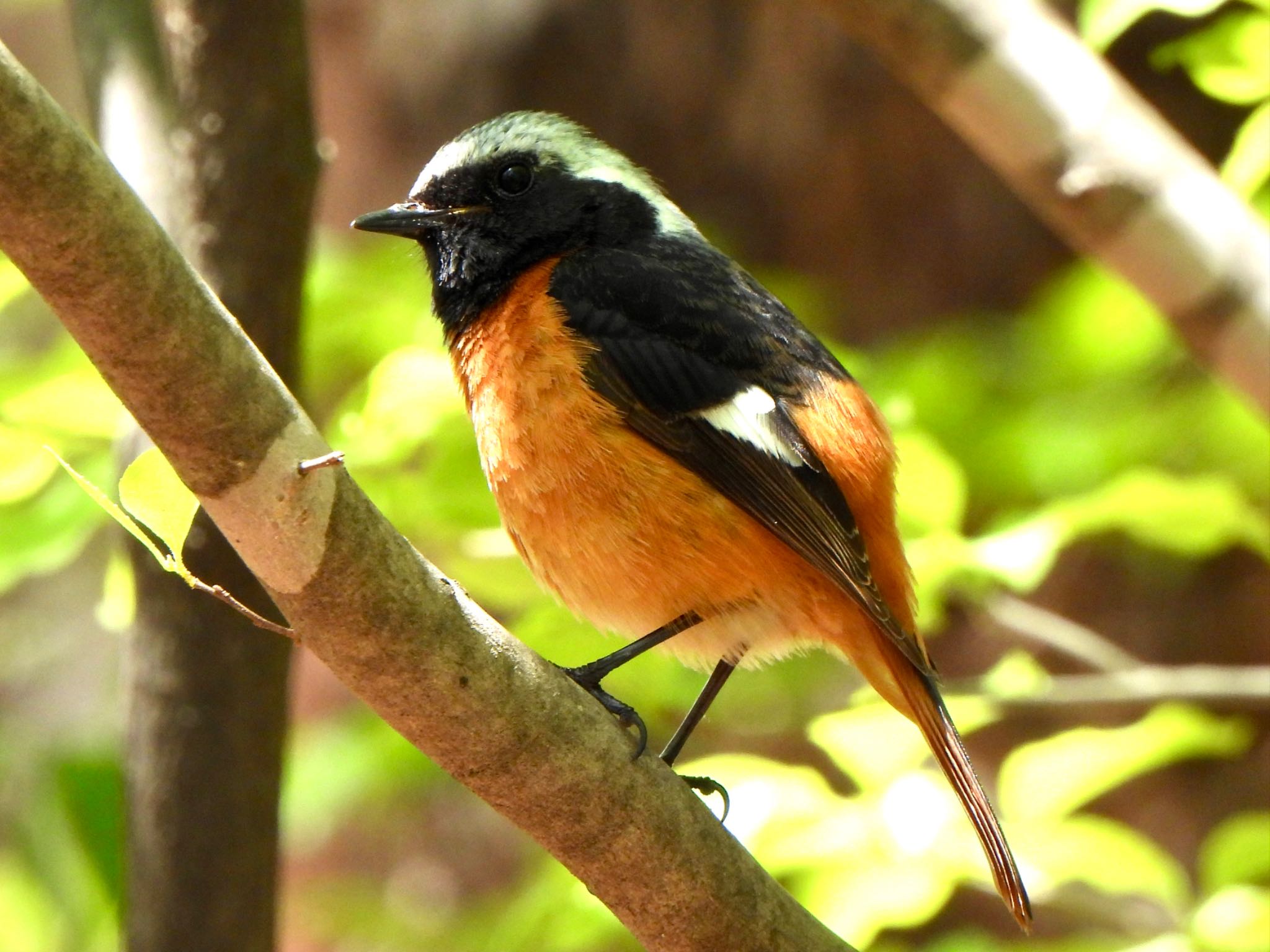 Photo of Daurian Redstart at 甲斐大泉 by ツピ太郎