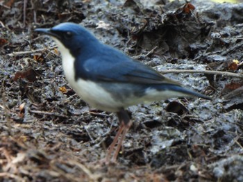 Siberian Blue Robin 甲斐大泉 Fri, 5/3/2024