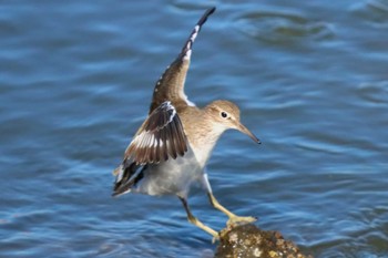 イソシギ 東京港野鳥公園 2024年5月3日(金)