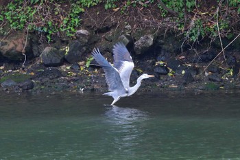 Grey Heron Nagahama Park Thu, 5/2/2024