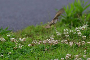 Eurasian Tree Sparrow Nagahama Park Thu, 5/2/2024