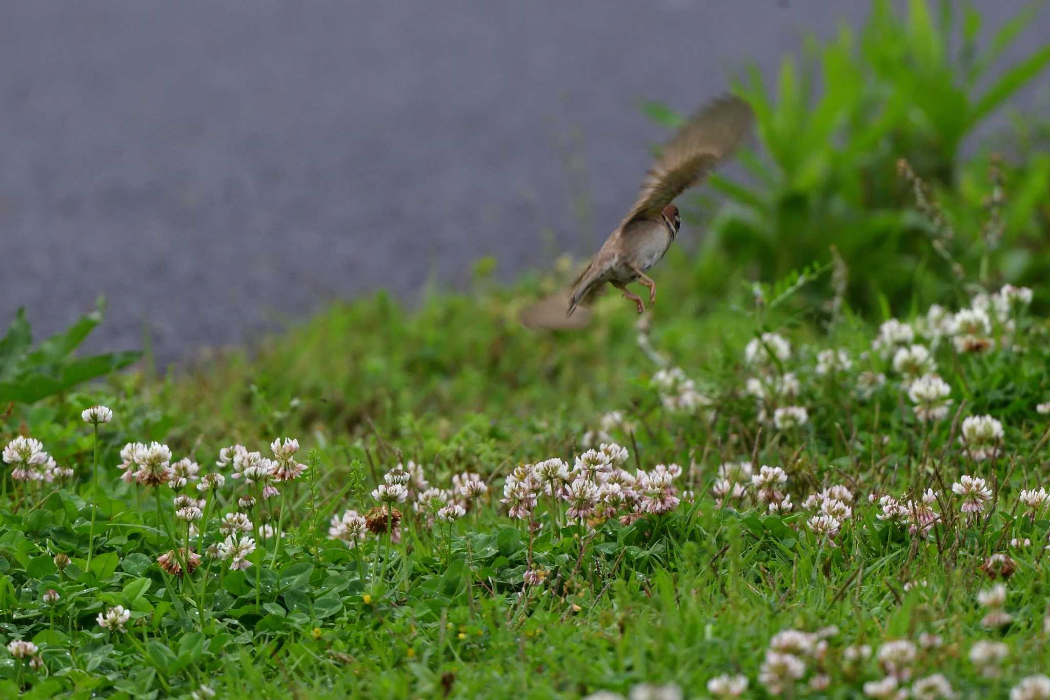 Photo of Eurasian Tree Sparrow at Nagahama Park by やなさん