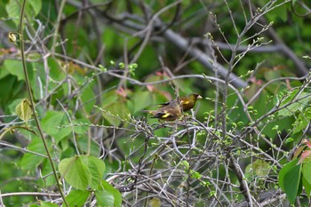 Grey-capped Greenfinch Nagahama Park Thu, 5/2/2024