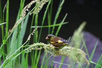 Grey-capped Greenfinch Nagahama Park Thu, 5/2/2024