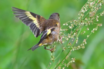 Thu, 5/2/2024 Birding report at Nagahama Park