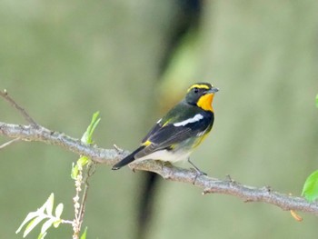 Narcissus Flycatcher Osaka castle park Fri, 5/3/2024