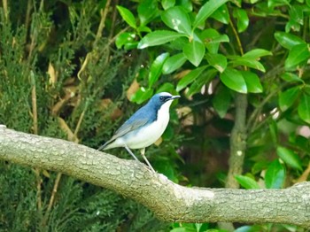 Siberian Blue Robin Osaka castle park Fri, 5/3/2024