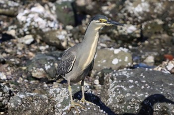 ササゴイ 東京港野鳥公園 2024年5月3日(金)