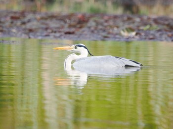 Grey Heron 見沼自然公園 Sun, 4/14/2024