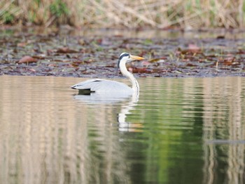 アオサギ 見沼自然公園 2024年4月14日(日)