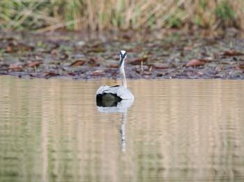 Grey Heron 見沼自然公園 Sun, 4/14/2024