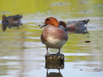 Eurasian Wigeon 見沼自然公園 Sun, 4/14/2024