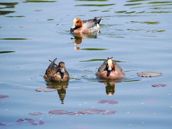 Eurasian Wigeon 見沼自然公園 Sun, 4/14/2024