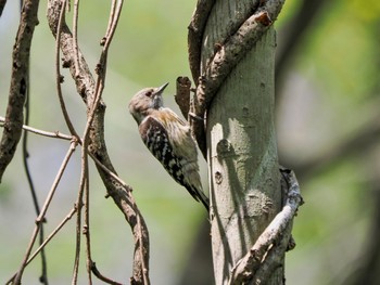 Japanese Pygmy Woodpecker 見沼自然公園 Sun, 4/14/2024