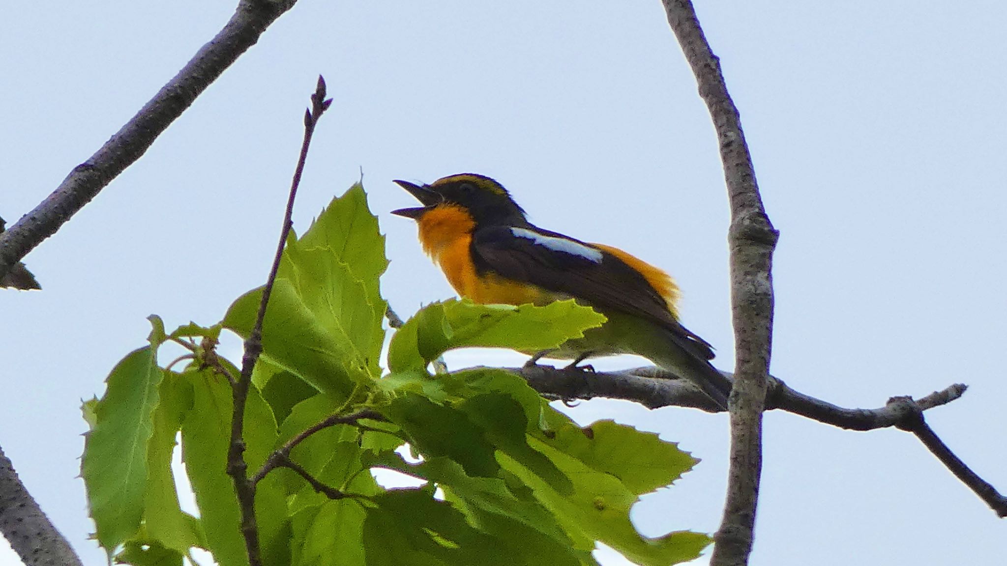 Narcissus Flycatcher