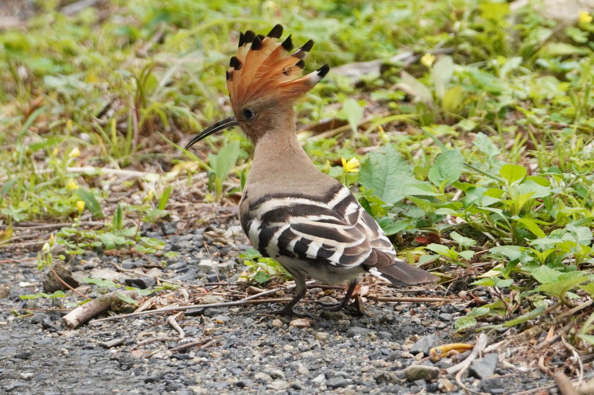 Photo of Eurasian Hoopoe at Amami Island(General) by TAGAMEDORI