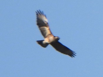 Eastern Buzzard 吐竜の滝 Fri, 5/3/2024