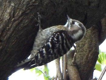 Japanese Pygmy Woodpecker 吐竜の滝 Fri, 5/3/2024