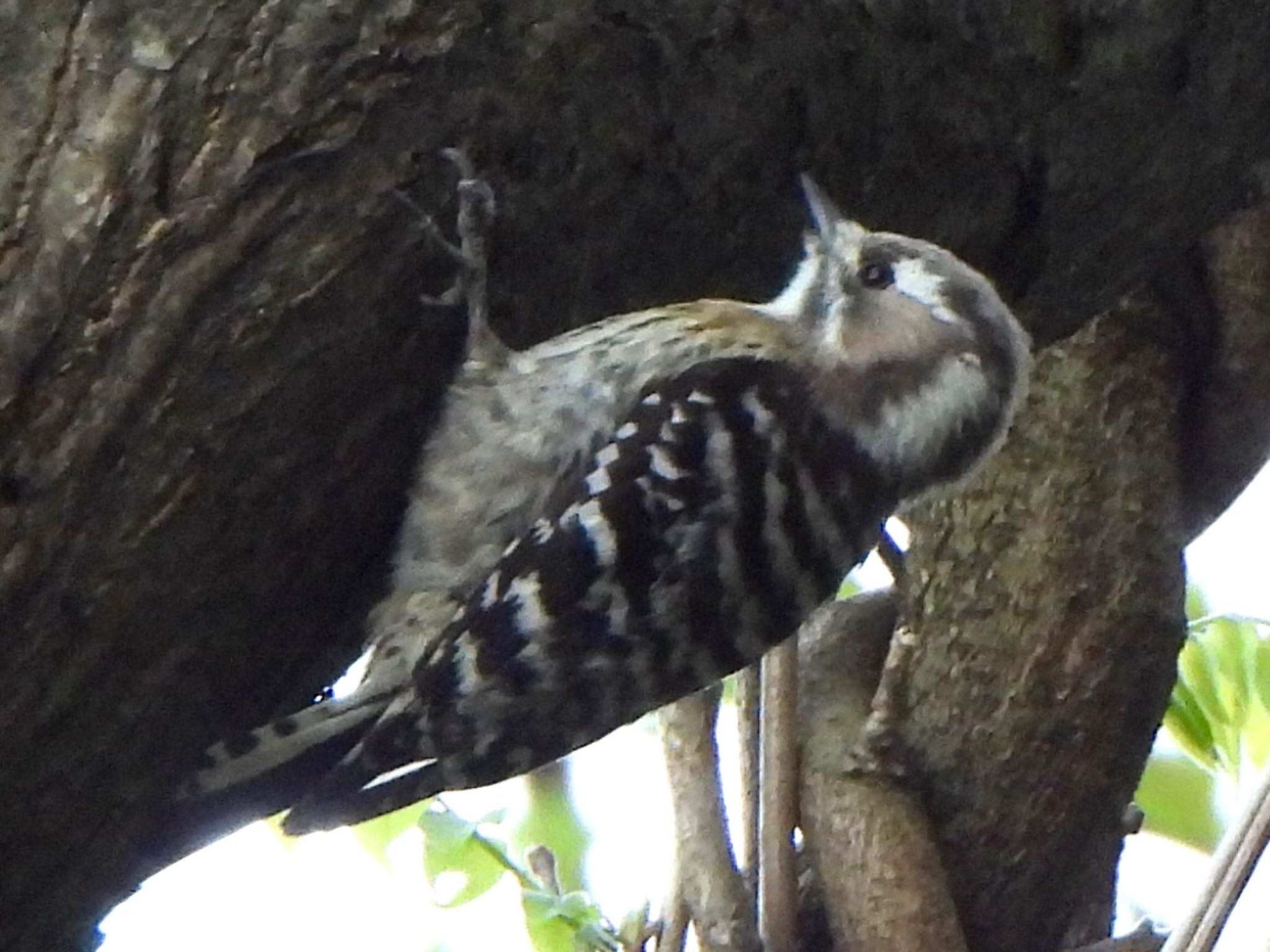 Photo of Japanese Pygmy Woodpecker at 吐竜の滝 by ツピ太郎