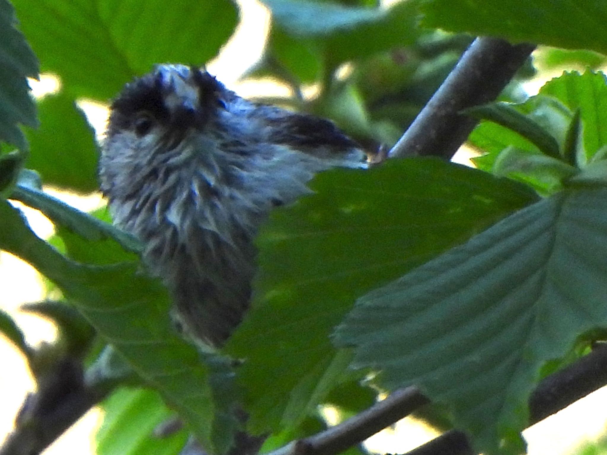 Photo of Long-tailed Tit at 吐竜の滝 by ツピ太郎