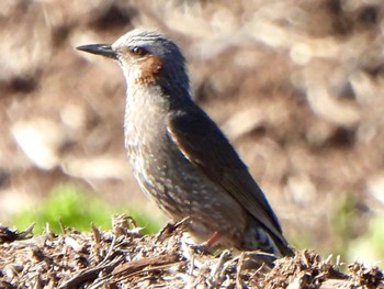 Brown-eared Bulbul 吐竜の滝 Fri, 5/3/2024