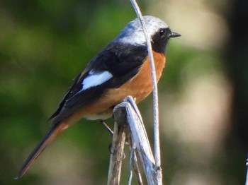 Daurian Redstart 吐竜の滝 Fri, 5/3/2024