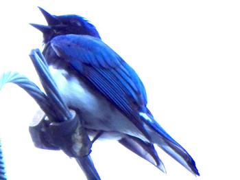 Blue-and-white Flycatcher 吐竜の滝 Fri, 5/3/2024