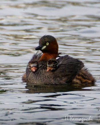 Little Grebe Shakujii Park Sun, 4/28/2024