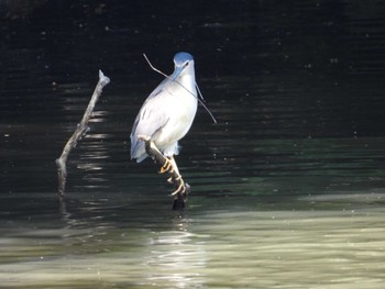 Black-crowned Night Heron 千城台野鳥観察園 Fri, 5/3/2024