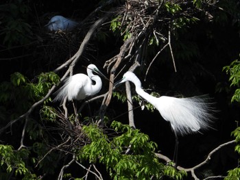 Great Egret 千城台野鳥観察園 Fri, 5/3/2024